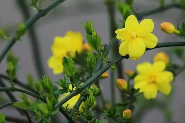 图片[4]-夏天养殖迎春花的方法和要点？夏季养殖迎春花要掌握哪些关键步骤？-会东网