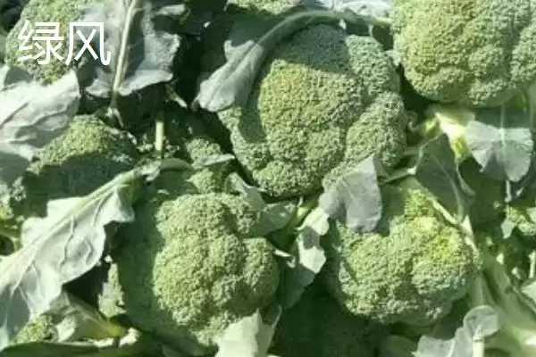 图片[2]-西兰花优良品种的介绍要点和关键信息？了解西兰花品种需关注什么？-会东网