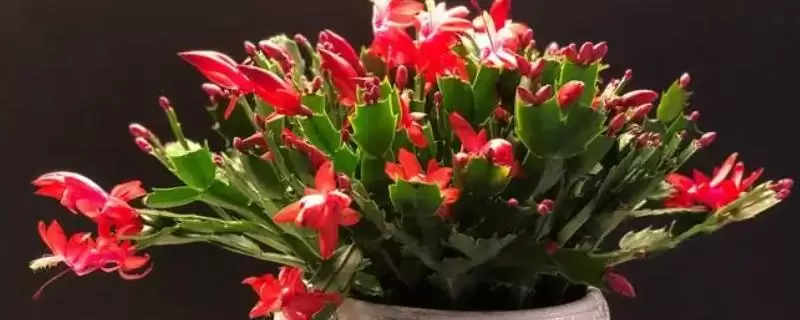 蟹爪兰打顶的方式和要点？给蟹爪兰打顶需掌握哪些关键技巧？-会东网
