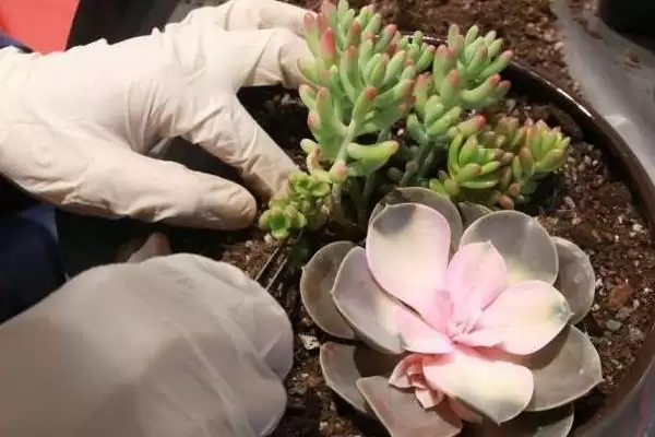 图片[3]-栽种多肉植物的方法和重点？栽种多肉植物要做好哪些细节？-会东网
