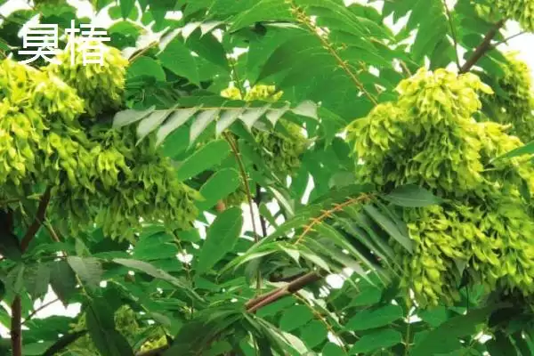 图片[7]-香椿在农村很少有人种植的原因和要点？分析香椿农村种植情况需关注什么？-会东网