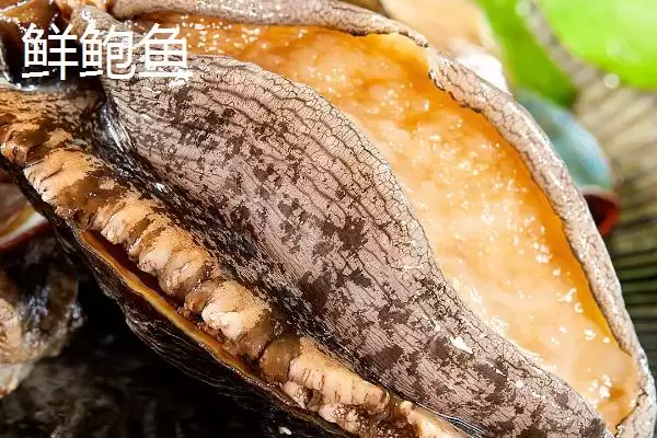 图片[2]-鲜鲍鱼和干鲍鱼区别的要点和对比？分辨鲜鲍鱼和干鲍鱼需注意什么？-会东网