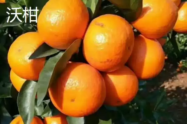 图片[2]-沃柑与柑橘有什么区别？区分沃柑与柑橘要关注哪些关键的品种特性和形态差异？-会东网