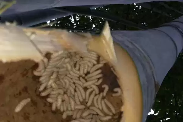 图片[3]-竹虫养殖的方法和要点？养殖竹虫要掌握哪些关键技术环节？-会东网