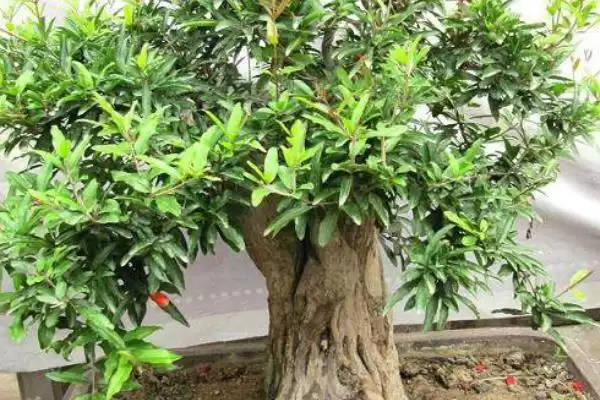 图片[10]-石榴花的开放时间？了解石榴花开放时间要关注哪些花期相关信息？-会东网