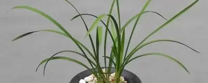 养春兰的方法和重点？养春兰要做好哪些细节？-会东网