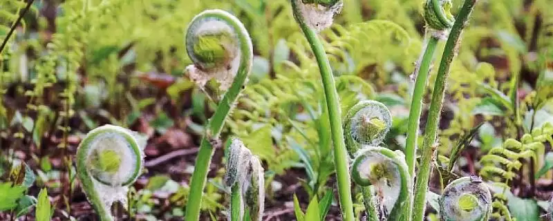 薇菜的亩产量？了解薇菜亩产量要考虑哪些种植技术、环境和品种影响因素？-会东网
