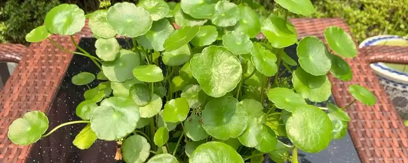 铜钱草叶子发黄的原因？探究铜钱草叶子发黄原因要考虑哪些养护和环境因素？-会东网