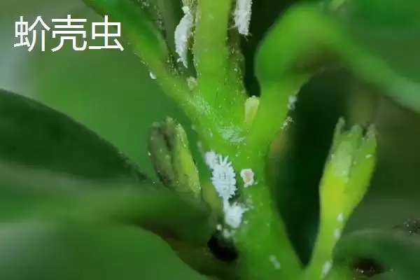 图片[8]-氯氰菊酯适合在什么时候打 ,氯氰菊酯防治不同虫害何时打-会东网