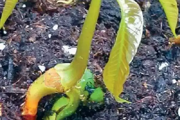 图片[4]-芒果核的种植方式是怎样的 ,芒果核夏季何时可种植-会东网