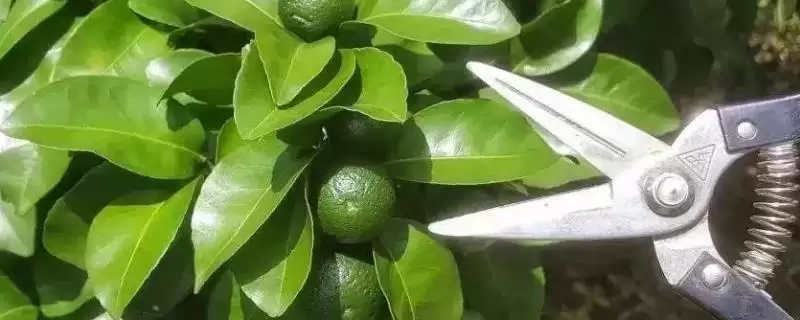 修剪柑橘树的方法和重点？修剪柑橘树要做好哪些细节？-会东网