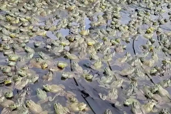 图片[4]-牛蛙养殖技术全解：水源充足、水质良好池塘的建造要点-会东网