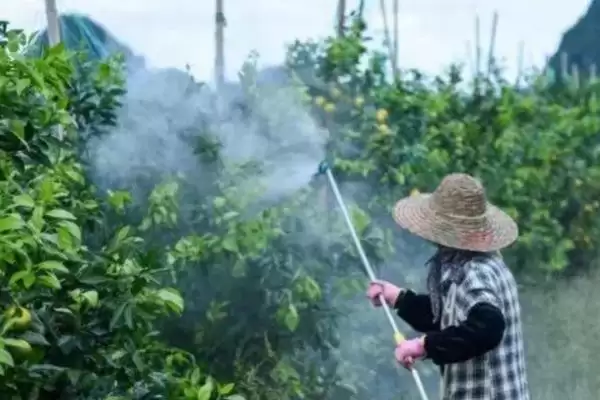 图片[2]-灭草剂打完后几天会见效呢 ,不同种类灭草剂的见效时间不相同-会东网