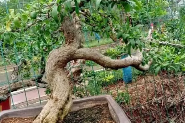 图片[3]-石榴盆景栽培技术？栽培石榴盆景要遵循哪些科学的种植方法？-会东网