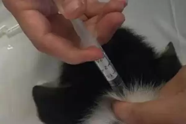 图片[4]-柯基幼犬的饲养注意事项 ,柯基幼犬饲养如何保护牙齿呢？-会东网