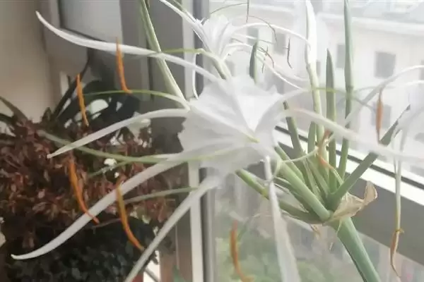 图片[4]-水鬼蕉的花期？了解水鬼蕉花期要关注哪些生长周期和气候影响要点？-会东网