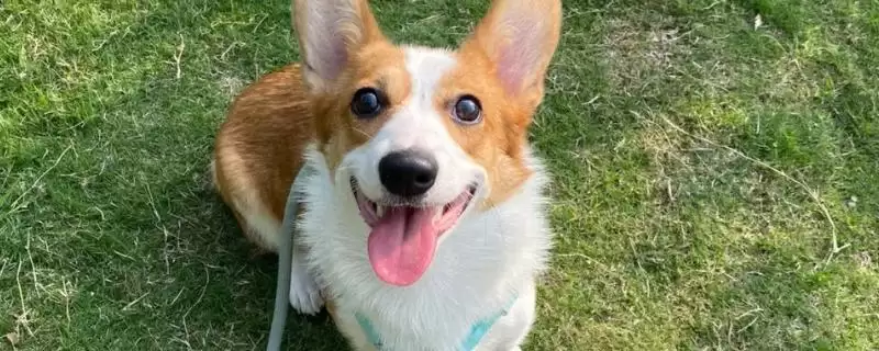 犬瘟症状全解：咳嗽、流脓鼻涕、眼屎多等表现分析-会东网