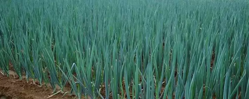 种植大葱的技巧和要点？种植大葱要掌握哪些关键方法？-会东网