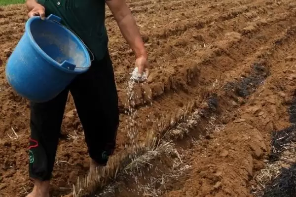 图片[2]-生物有机肥的作用和使用注意事项？使用生物有机肥要注意哪些要点？-会东网