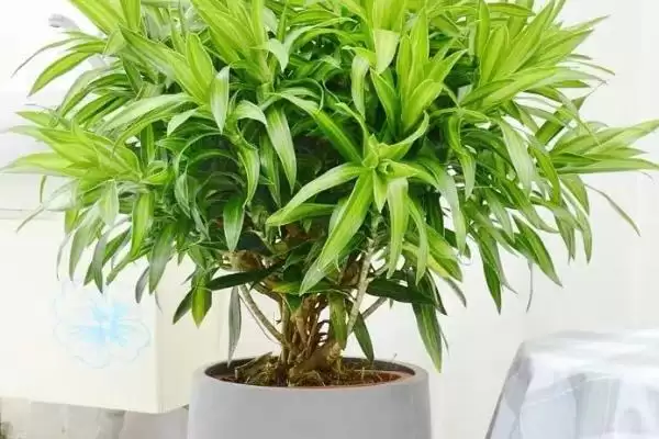 图片[6]-平安竹叶子发黄原因剖析：温度偏低或光照不足的影响-会东网