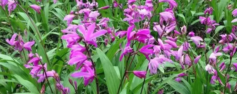种植一亩白芨的成本和要点？种植白芨成本核算需关注哪些？-会东网