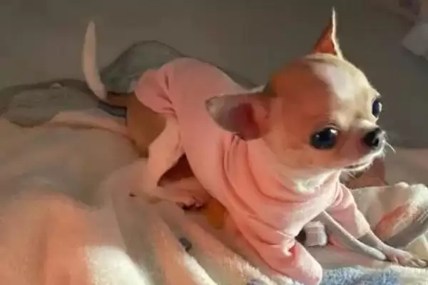 图片[7]-最好养的10种小型犬的种类和要点？选择小型犬需关注哪些品种？-会东网
