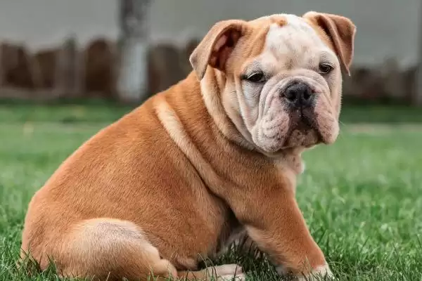 图片[11]-最好养的10种小型犬的种类和要点？选择小型犬需关注哪些品种？-会东网