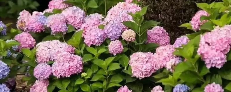 救治绣球换盆后发蔫的方法和重点？救治绣球换盆后发蔫要做好哪些细节？-会东网