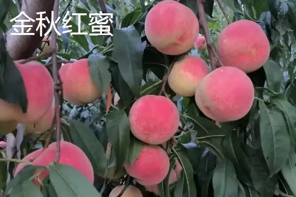 图片[6]-认识中国四大桃乡的方法和重点？认识中国四大桃乡要做好哪些细节？-会东网