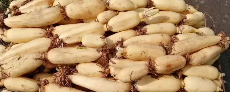 莲藕的储存方法 ,新鲜莲藕恒温水贮藏有何好处？-会东网