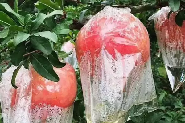 图片[4]-石榴还是番石榴更好吃？比较石榴和番石榴口感要关注哪些要点？-会东网