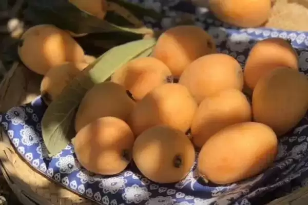 图片[2]-枇杷含糖量揭秘：大约8-10%左右的甜蜜真相-会东网