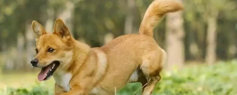 犬细小病毒危害剖析：死亡率高的传染病的防治关键-会东网