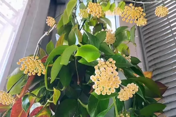 图片[3]-苏奈球兰的味道好不好闻？了解苏奈球兰味道要考虑哪些花香特性和个人喜好因素？-会东网