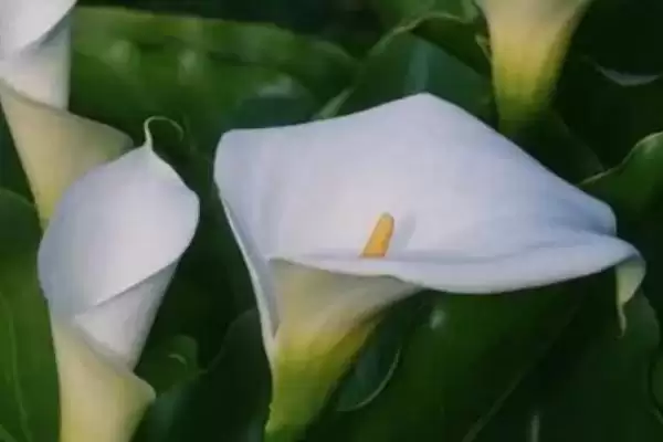 图片[2]-马蹄莲的花语是什么样的 ,马蹄莲花语因花色有何变化-会东网
