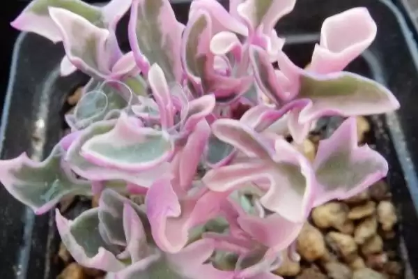 图片[4]-七宝树锦的花语解读：寓意优美、富贵和坚强的美好象征-会东网