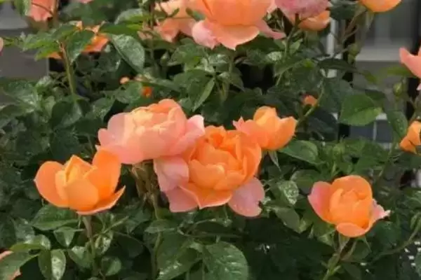 图片[4]-湖南月季种植推荐：碧翠丝、真宙、月月红的美丽绽放-会东网