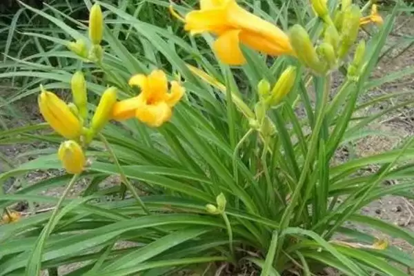 图片[2]-忘忧草的花语？了解忘忧草花语要探究哪些文化象征和寓意内涵要点？-会东网