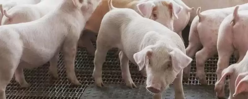 我国畜牧养殖业的发展要点？探索我国畜牧养殖业发展要点要分析哪些市场、技术和政策因素？-会东网