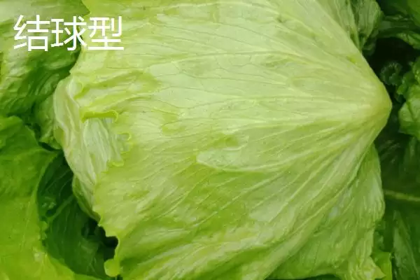 图片[4]-生菜的品种？认识生菜品种要了解哪些关键的品种分类信息？-会东网