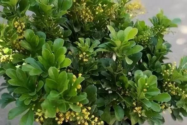 图片[4]-米兰要怎么进行养殖才更好呢 ,米兰每次花谢后可适当进行追肥一次-会东网