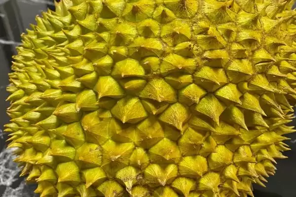 图片[2]-哪个品种的榴莲价格是最高最贵的呢,价格最高最贵的榴莲品种是猫山王-会东网