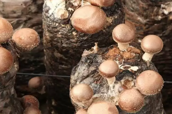 图片[8]-香菇品种的种类和要点？了解香菇品种需关注哪些关键内容？-会东网