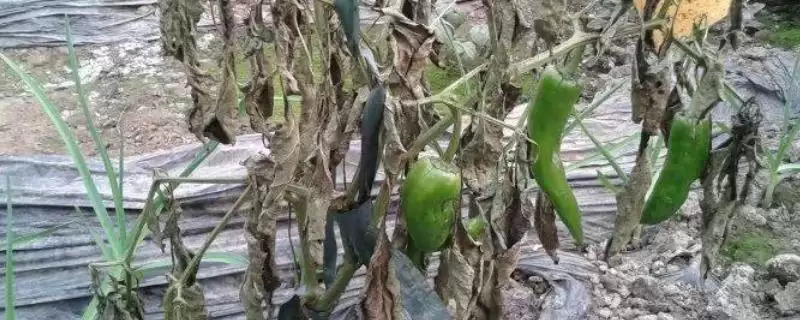 防治辣椒根腐病的方法和重点？防治辣椒根腐病要做好哪些细节？-会东网