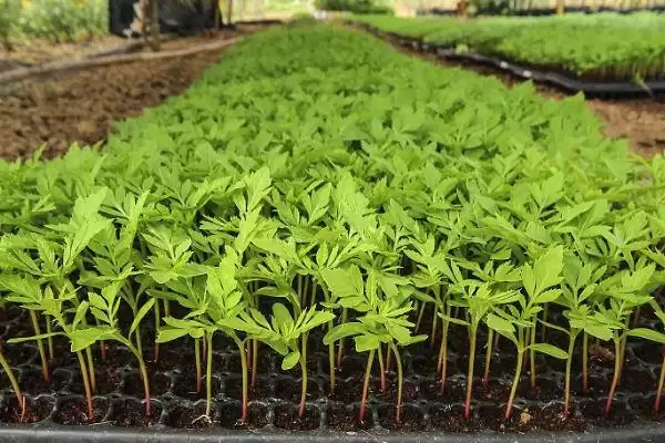 图片[9]-万寿菊的种植方法？种植万寿菊要遵循哪些科学的种植步骤和管理要点？-会东网