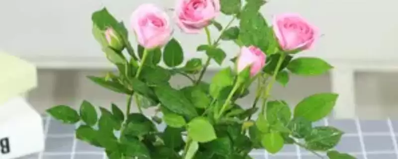玫瑰花大概几天就会枯萎呢 ,玫瑰花一般七天左右就会枯萎凋谢-会东网