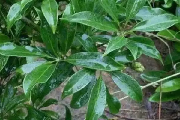 图片[4]-养七叶莲盆景的方法和重点？养七叶莲盆景要做好哪些细节？-会东网