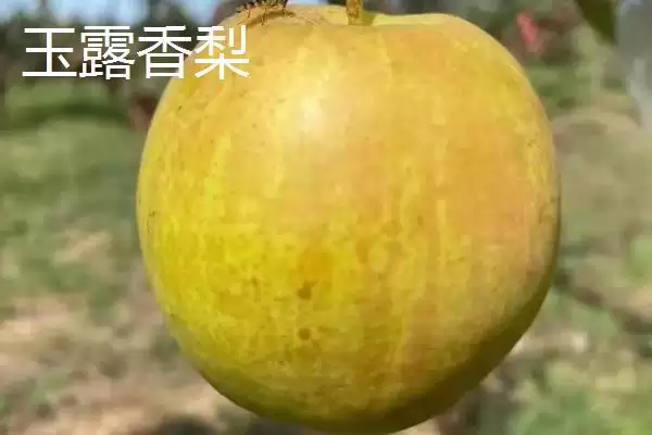 图片[6]-香梨品种的种类和要点？了解香梨品种需关注哪些关键内容？-会东网