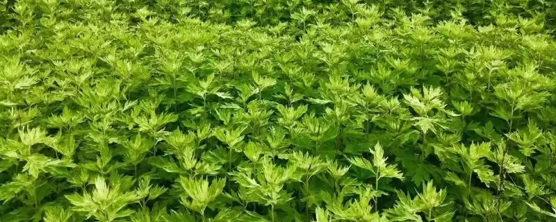 种植艾草的流程和要点？种植艾草需把控哪些关键环节？-会东网
