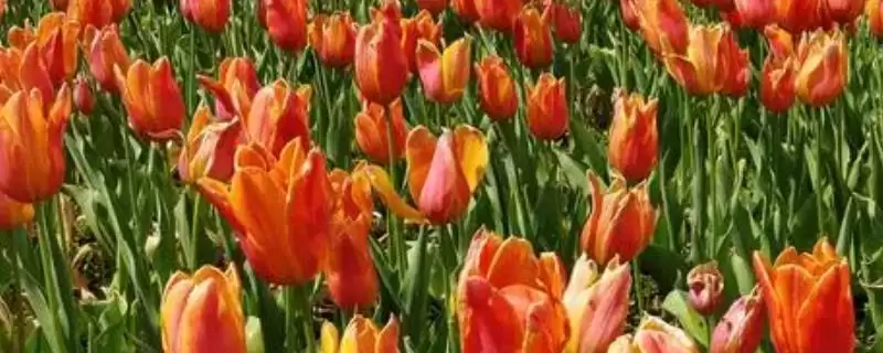 了解郁金香开花时间的方法和重点？了解郁金香开花时间要做好哪些细节？-会东网